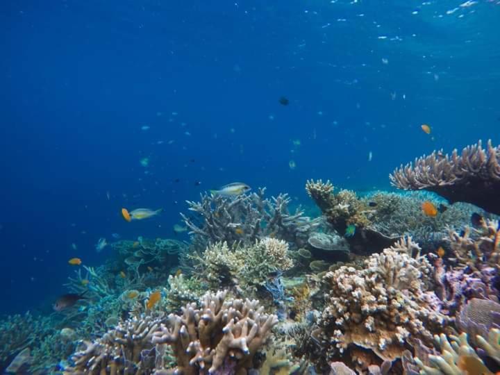 Mambetron Homestay Raja Ampat Pulau Mansuar Kültér fotó
